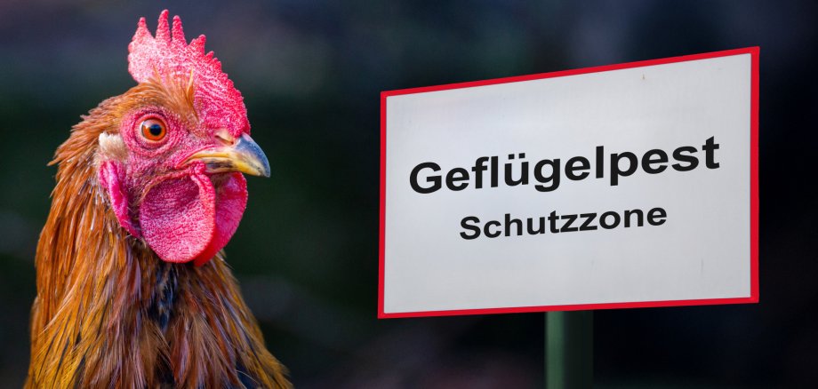 Schild mit der Aufschrift GEFLÜGELPEST SCHUTZZONE neben einem Hahn Schild mit der Aufschrift GEFLÜGELPEST SCHUTZZONE neben einem Hahn