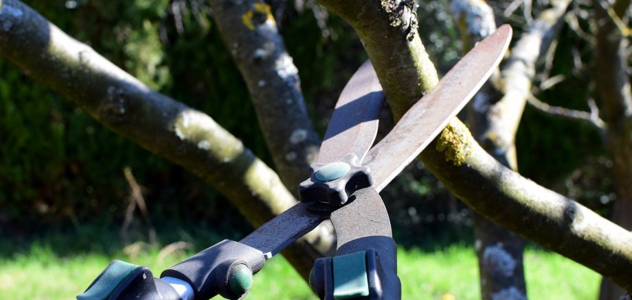 Mit einer Astschere wird ein Baum beschnitten