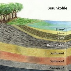 Schaubild Entstehung Braunkohle