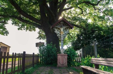 Blick auf die historische Eiche in Dorn-Assenheim 