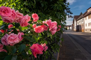 Haupstraße in Dorn-Assenheim mit Rosenbusch im Vordergrund