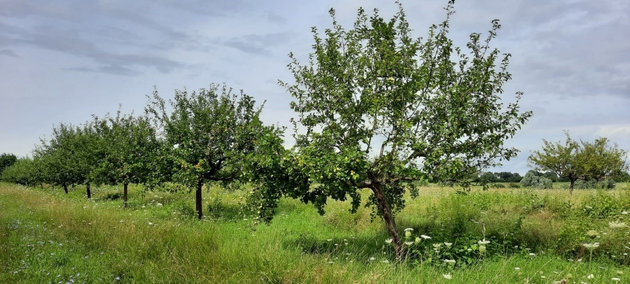 Eine Wiese mit mehreren Obstbäumen