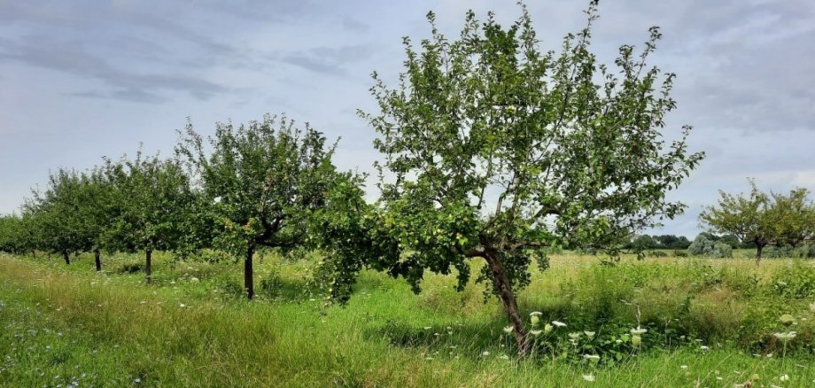 Streuobstwiese Eine Wiese mit mehreren Obstbäumen