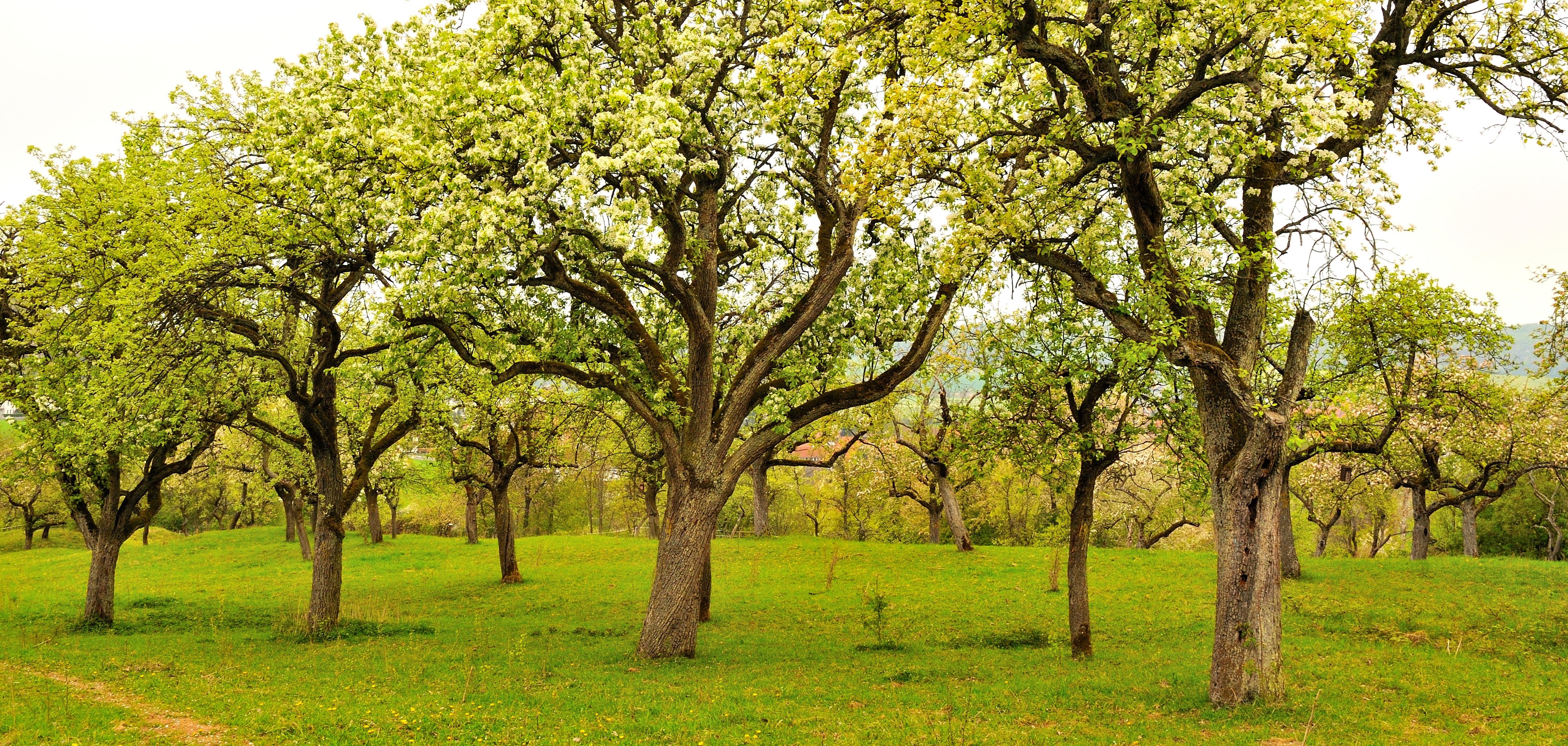 Auf ausgewählten Streuobstwiesen in Altenstadt, Echzell, Florstadt, Glauburg, Karben, Limeshain, Münzenberg und Reichelsheim dürfen Bürgerinnen und Bürger Apfel, Birne, Mirabelle, Kirsche oder Walnuss frisch vom Baum genießen.